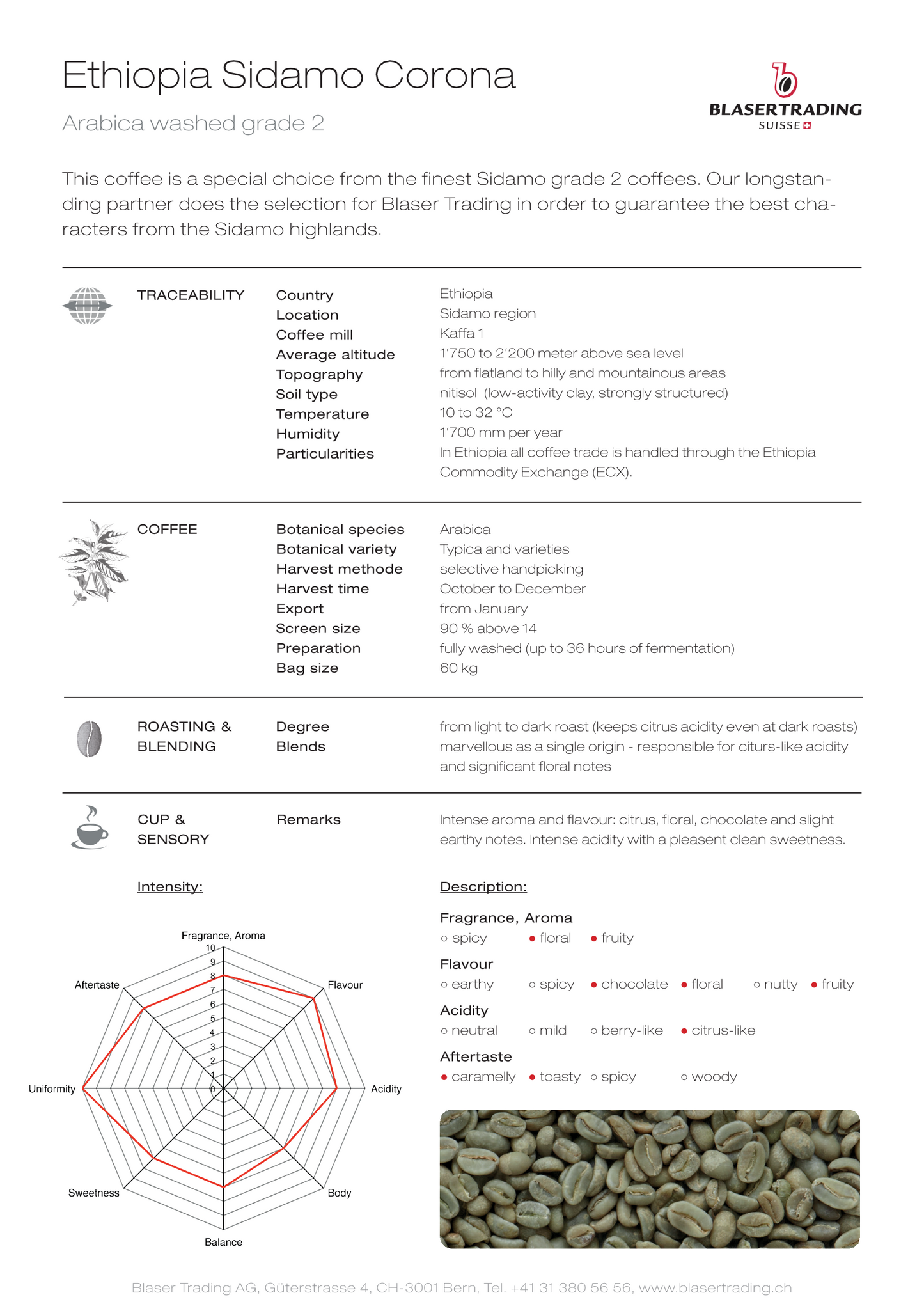 Ethiopie - Sidamo