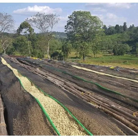 ETHIOPIE GUJI WUBANCHI